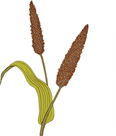 Pearl Millet image