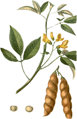 Pigeonpea image