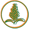 Sorghum